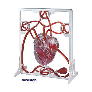 Miniland - Set Inima si Sistemul circulator
