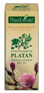 Extract din muguri de platan (PLATANUS ORIENTALIS)