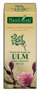 Extract din muguri de ulm (ULMUS CAMPESTRIS)