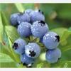 Blueberry extract