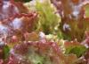 Salata mixata creata naturala (in