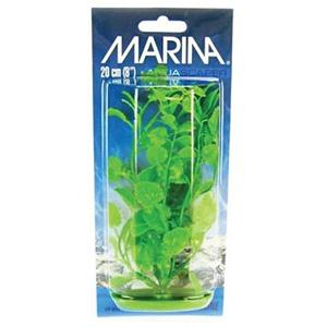 Plante Marina Anacharis 20cm