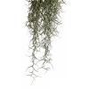 Delistat plante exo terra jungle spanish moss medium