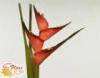 Heliconia