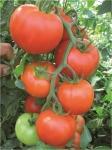 Seminte tomate Lorely F1