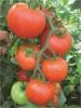 Seminte tomate lorely f1
