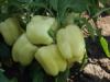 Seminte legume ardei gras nikita f1