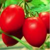 Seminte legume rosii colibri f1