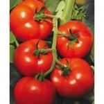 Seminte tomate Izmir F1