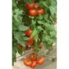 Seminte tomate kiveli f1