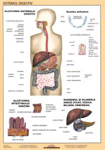 Sistemul digestiv - Miniplansa Fixi