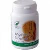 Angelica sinensis 30cps-imunostimulator