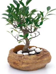 Suport bonsai