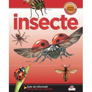 Insectelor
