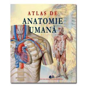 Corpul uman anatomie