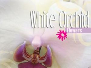 White Orchid odorizant camera Spring Air