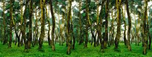 Tapet Forest Pine