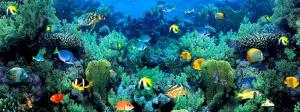 Tapet Sea Coral