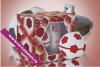Romain laurens fclub gift set red  (edt, 100 ml, shower