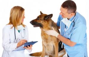 Serviciu de capturare/cazare caine fara stapan jud Iasi, Servicii veterinare