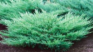 Arbusti rasinosi JUNIPERUS HORIZONTALIS ANDORA COMPACTA ghiveci 5 litri ,40-60 cm
