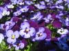 Flori de gradina bienale Viola cornuta mini mov / Panselute miniaturale. Flori la ghivece de 9 cm.