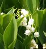 Flori de gradina perene convallaria majalis /lacramioare ghiv 1