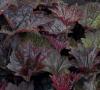 Flori de gradina perene heuchera boysenberry, frunzis