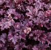 Flori de gradina perene heuchera forever purple - ghiveci 14cm