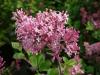 Liliac pitic parfumat syringa meyeri ghiveci 3-4 litri ,h=40cm