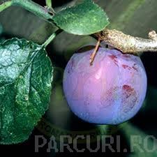 Pomi fructiferi Pruni soiul Diana. Puieti fructiferi la ghiveci