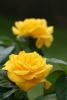 Trandafiri de gradina golden delight, planta formata cu radacina in
