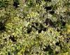 Arbust frunze persistente euonymus fortunei emerald gaiety,  ghiveci 3