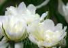 Bulbi de lalele flori duble timpurii, Mondial, 7 BUC./Punga, flori duble, albe