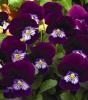 Flori de gradina bienale Viola cornuta mini purple / Panselute miniaturale. Flori la ghivece de 9 cm.