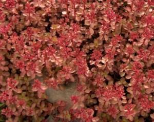 Flori de gradina perene SEDUM SPURIUM