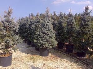 Plantare copaci, arbori si arbusti de gradina in containere sau cu balot de pamant de 110 litri
