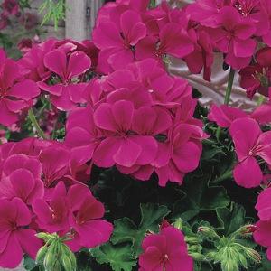 Plante de balcon muscate curgatoare cu floare dubla (Pelargonium peltatum roz deschis Royal Ametyst)