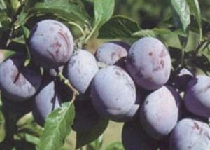 Pomi fructiferi Pruni soiul Anna Spath in ghiveci.Puieti fructiferi altoiti.