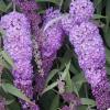 Arbust de gradina buddleja davidii naho blue/llilac de vara ghiveci c3