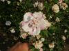 Arbusti de hibiscus syriacus cu flori duble, ghiveci 3-4 litri,
