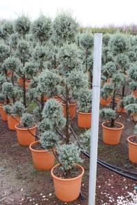 Arbusti forme tunse PAMPON / CUPRESSUS ARIZONICA ghiveci 30 litri, h=140-160cm