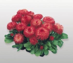 Flori de gradina bienale Bellis perennis Habanera Red/ Paralute Flori de gradina la ghivece de 9 cm