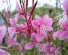 Flori de gradina perene gaura lindheimeri gesy pink