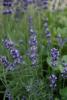 Flori perene LEVANTICA/LAVANDULA ANGUSTIFOLIA BLUE SCENT in ghiveci de 1 litru