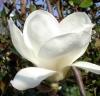 Magnolia denudata `yulan`ramificata ghiveci  35