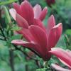 Magnolia liliflora` nigra` ghiveci 7 litri h= 60-80cm