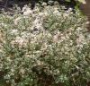Plante aromatice de gradina, cimbru  Thymus pulegioides foxley in ghiveci de 9 cm