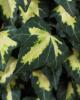 Plante cataratoare hedera helix gold heart, ghiveci 3-5 litri,