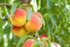 Pomi fructiferi piersic pitic pe rod, soiul persica bonanza 1/4 f, la